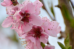 Fruehling