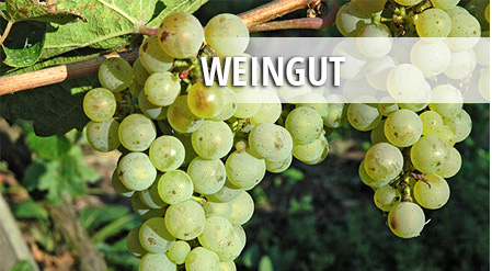 Weingut