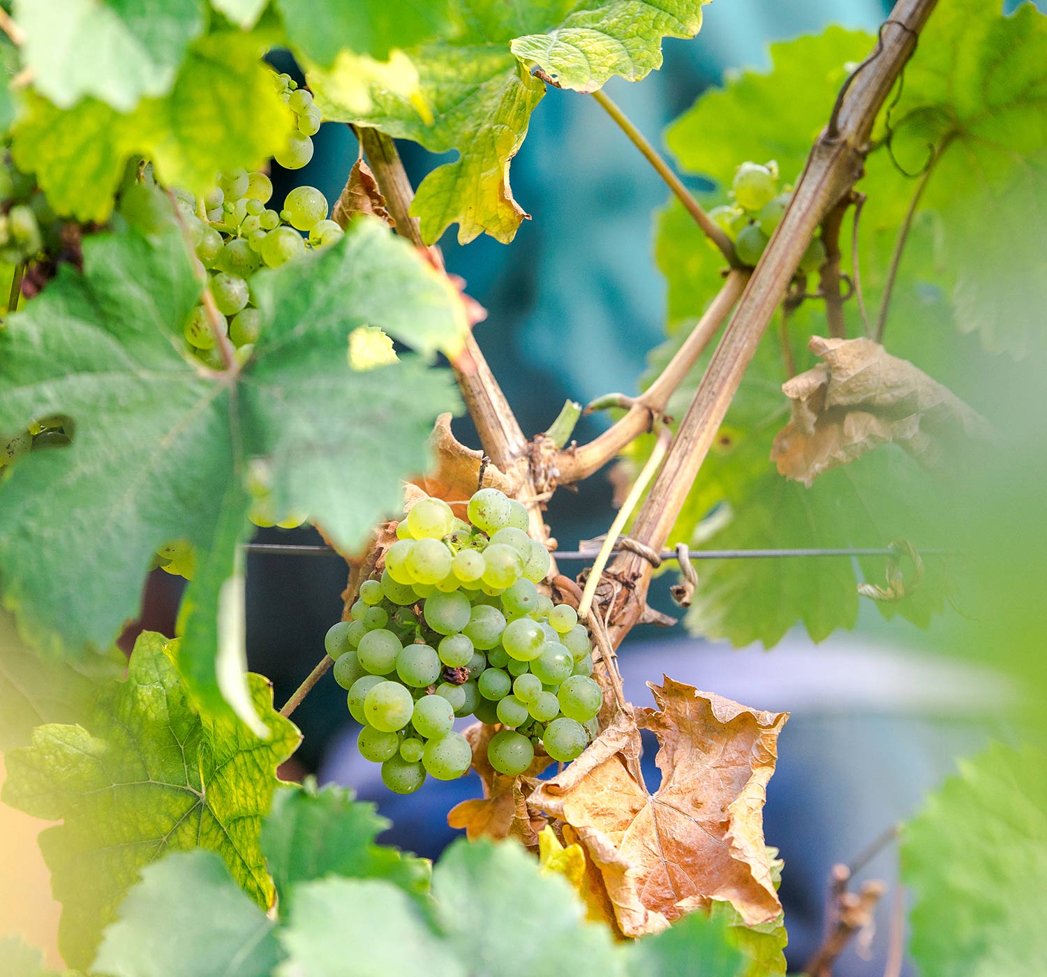 Hotel Zum grünen Kranz Zell Mosel Weingut