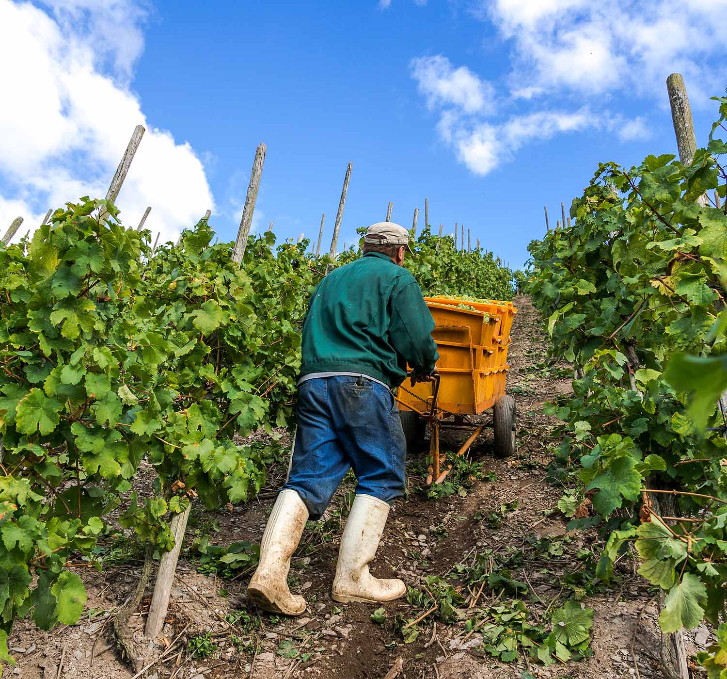Hotel Zum grünen Kranz Zell Mosel Weingut