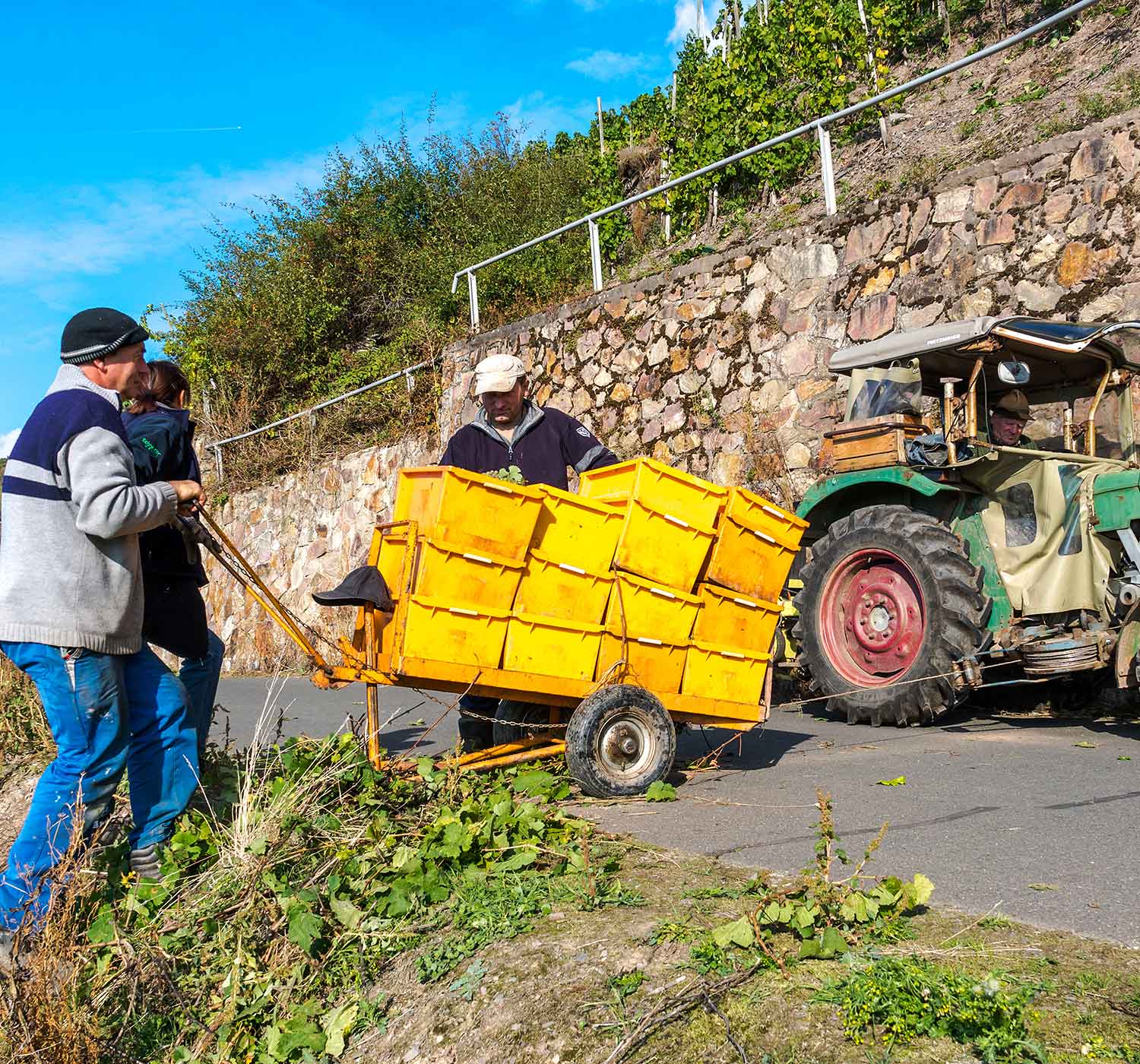 Hotel Zum grünen Kranz Zell Mosel Weingut