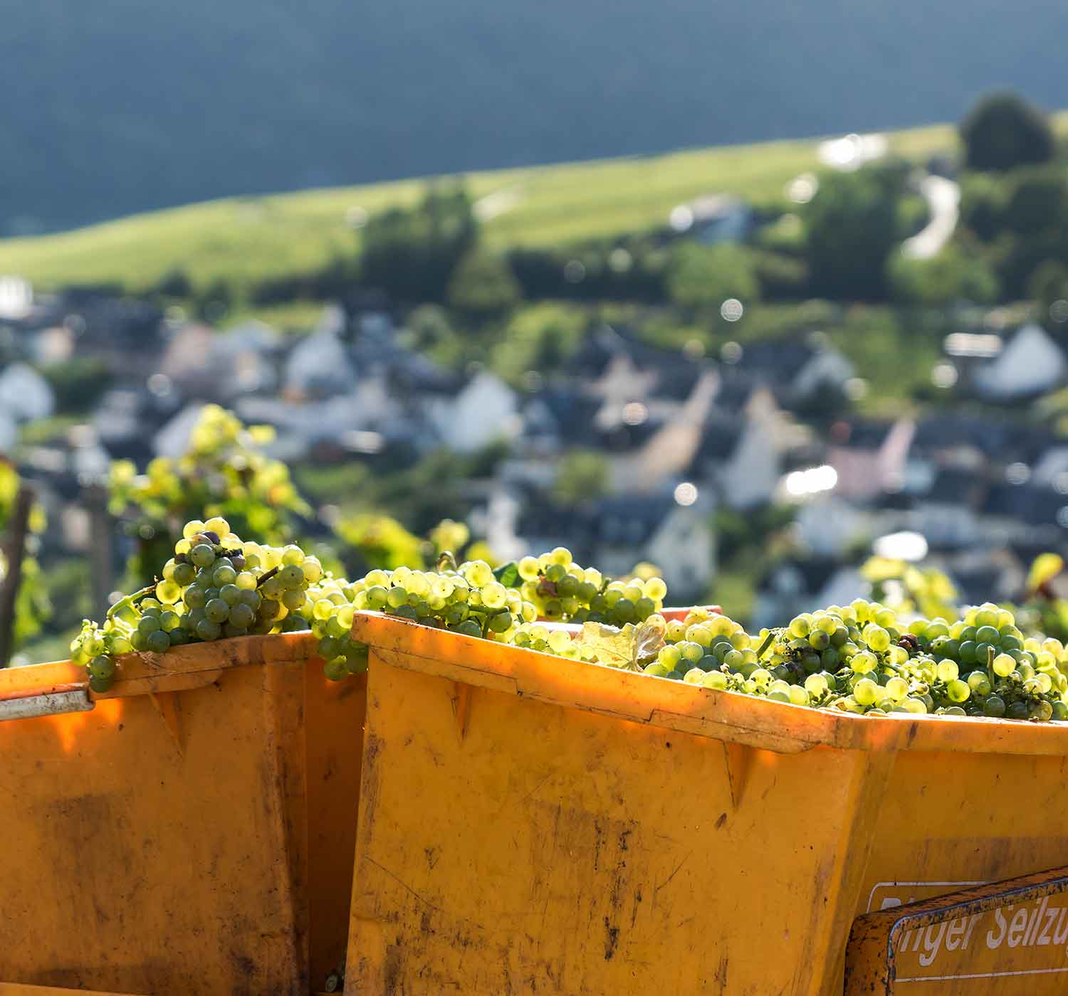 Hotel Zum grünen Kranz Zell Mosel Weingut